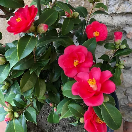 Le Cedre Beauchastel