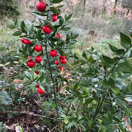 Le Cedre 아파트 *